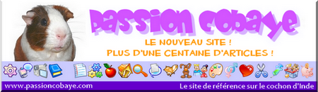 Pas de nouveau message