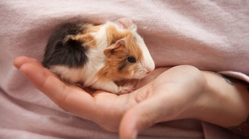 Bébé cochon d'inde : comment bien s'en occuper ?