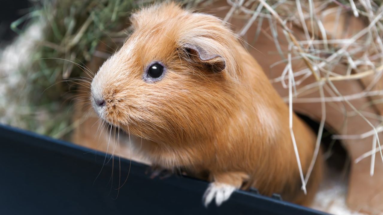 Le Cobaye N est Pas Un Animal Sauvage
